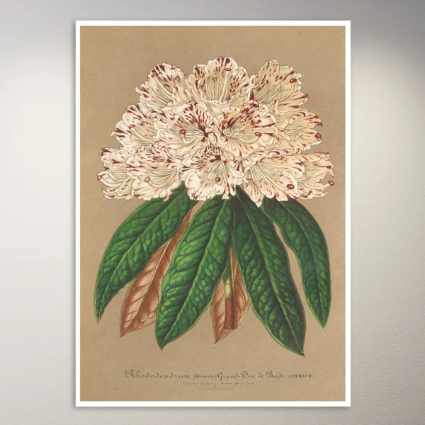 Flower Poster | Botanical Poster