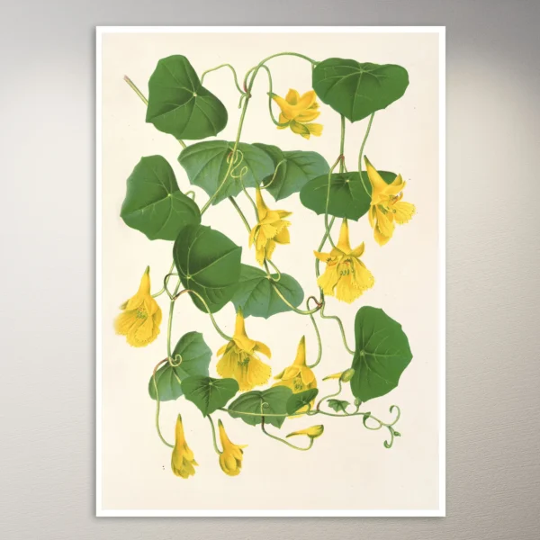 Flower Poster | Botanical Poster