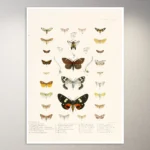 Butterflies Poster | Botanical Poster