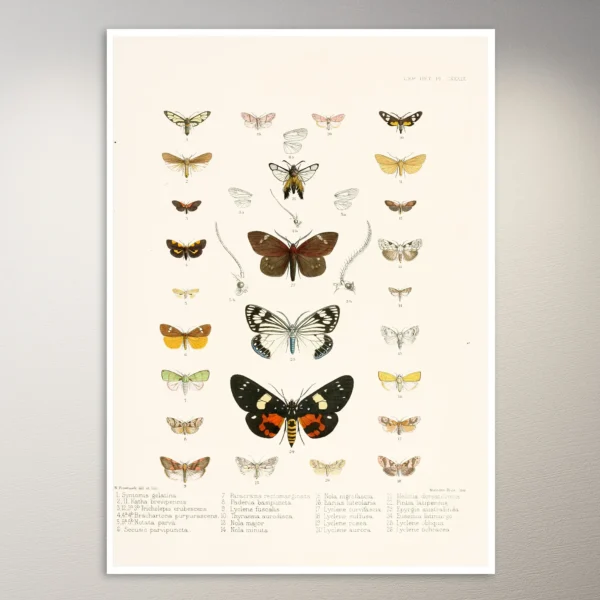 Butterflies Poster | Botanical Poster