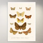 Butterflies Poster | Botanical Poster