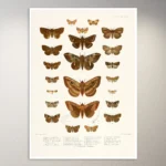 Butterflies Poster | Botanical Poster