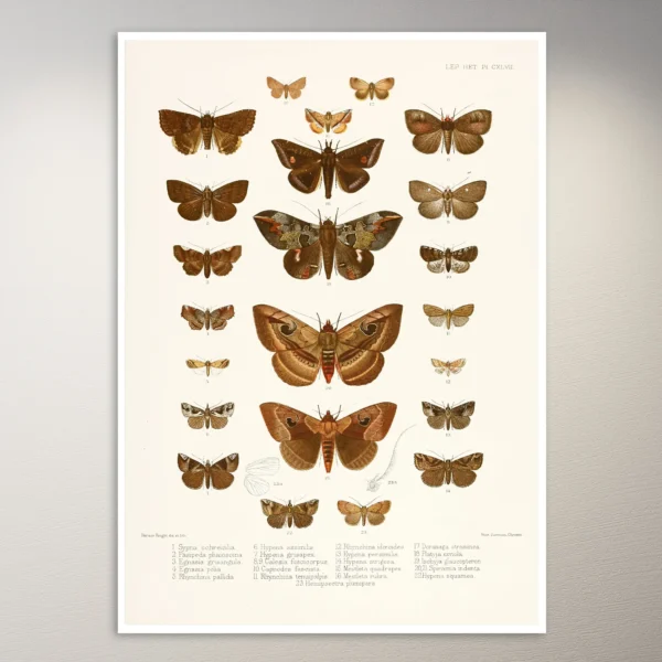 Butterflies Poster | Botanical Poster