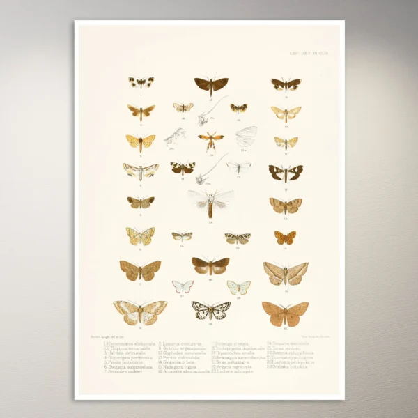 Butterflies Poster | Botanical Poster